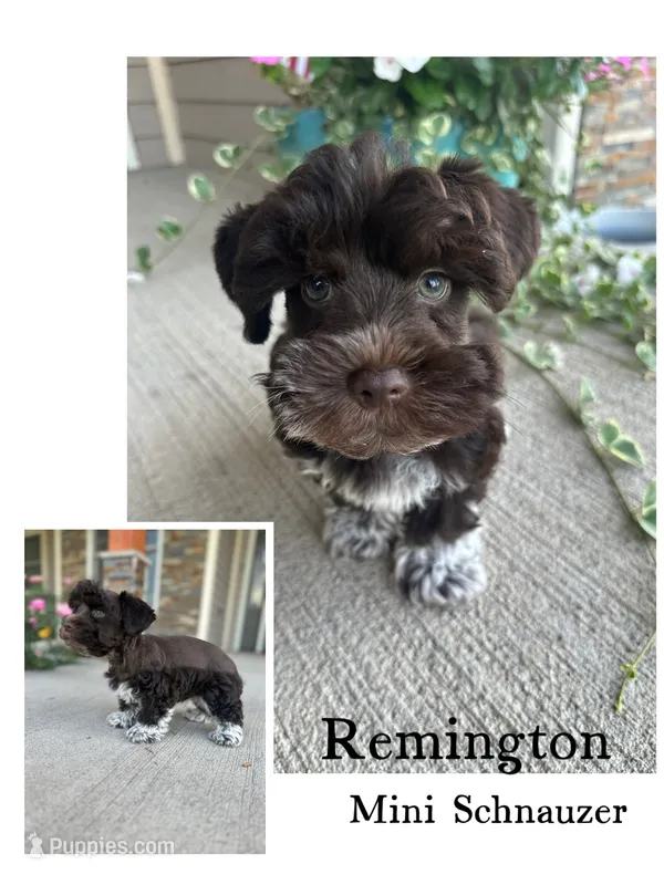 Remington – Miniature Schnauzer puppy for sale in Revere, MO