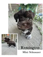 Remington, a male Miniature Schnauzer for sale in Revere, MO – 1 of 5