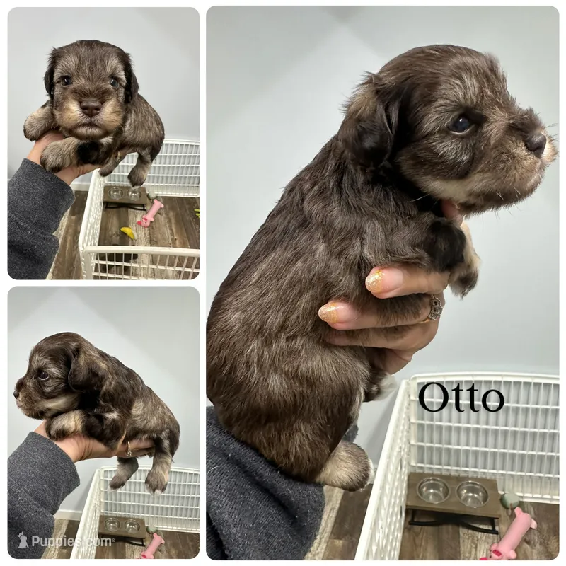 Otto – Miniature Schnauzer puppy for sale in Revere, MO