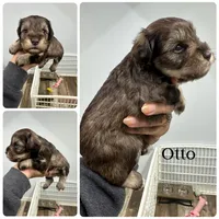 Otto, a male Miniature Schnauzer for sale in Revere, MO – 1 of 1