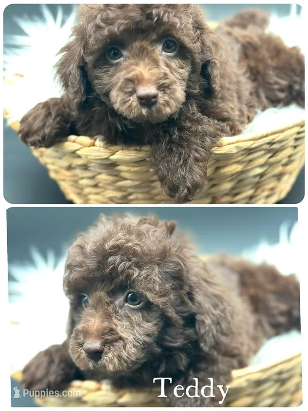 Teddy – Poodle - Miniature  puppy for sale in Revere, MO