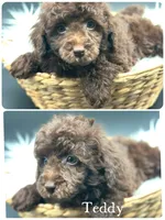 Teddy, a male Poodle - Miniature  for sale in Revere, MO – 1 of 3