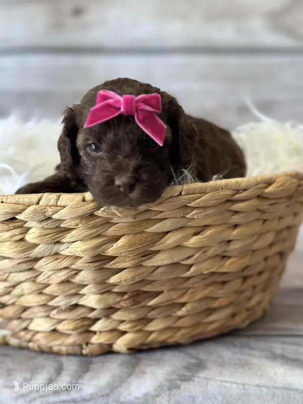 CoCo – Poodle - Miniature  puppy for sale in Revere, MO