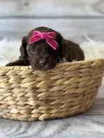 CoCo, a female Poodle - Miniature  for sale in Revere, MO – 1 of 2