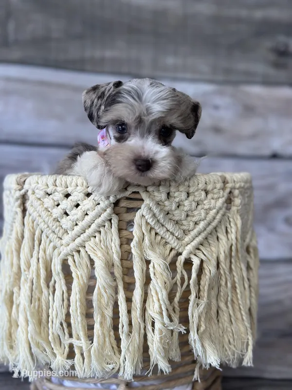 Greta – Miniature Schnauzer puppy for sale in Revere, MO