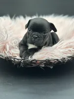 Raven, a female French Bulldog for sale in Revere, MO – 1 of 3