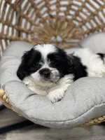 Ty, a male Maltese for sale in Revere, MO – Photo 1 of 3