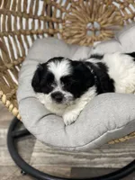 Ty, a male Maltese for sale in Revere, MO – Photo 3 of 3