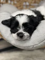 Ty, a male Maltese for sale in Revere, MO – Photo 2 of 3