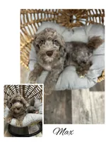 Max, a male Cockapoo for sale in Revere, MO – 1 of 5