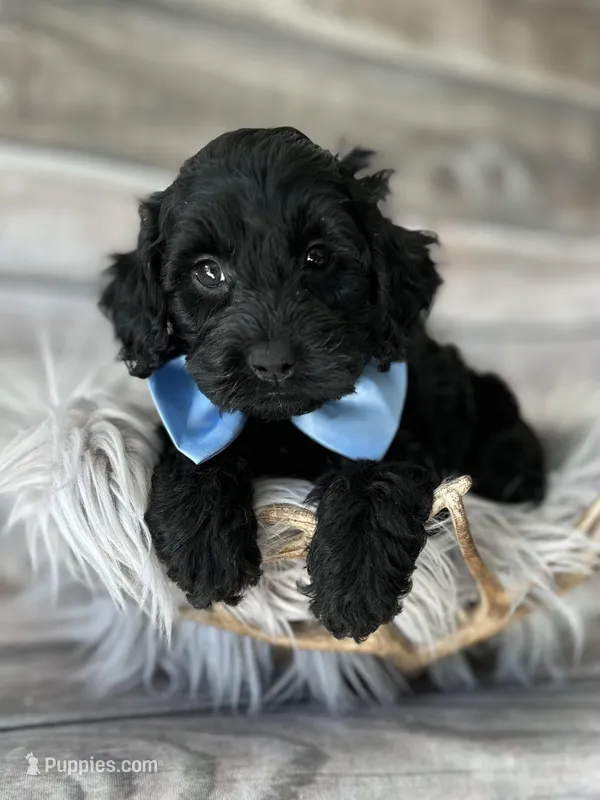 Ace – Cockapoo puppy for sale in Revere, MO