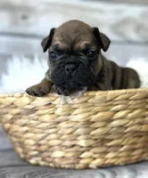 Hazel, a female French Bulldog for sale in Revere, MO – 1 of 2