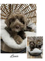 Luna, a female Cockapoo for sale in Revere, MO – 1 of 6