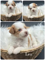 Leo, a male Pomapoo for sale in Revere, MO – 2 of 3