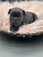 Raven, a female French Bulldog for sale in Revere, MO – 2 of 3