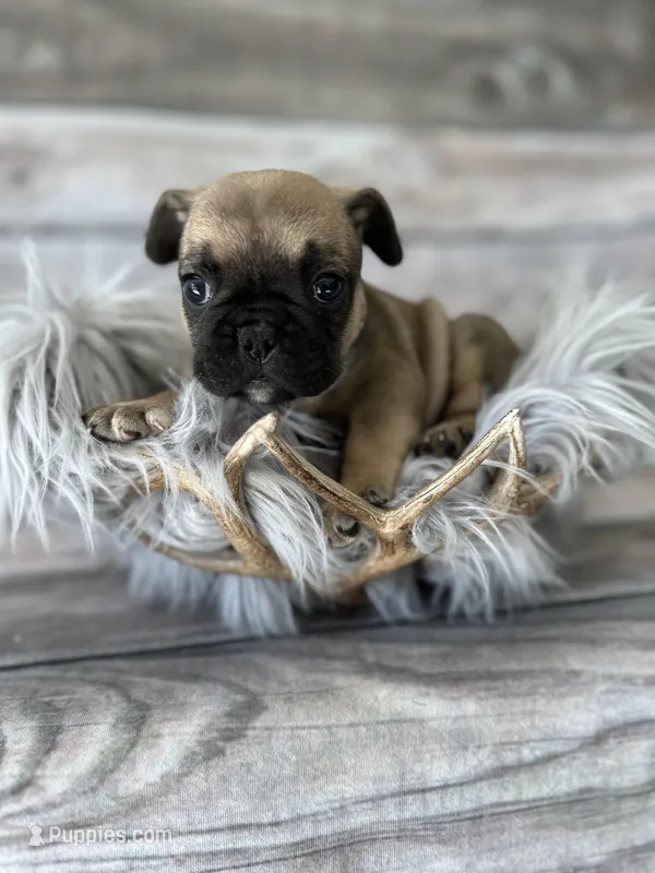 Tank – French Bulldog puppy for sale in Revere, MO