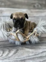 Tank, a male French Bulldog for sale in Revere, MO – 5 of 7