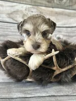 Hedi, a female Miniature Schnauzer for sale in Revere, MO – 3 of 4