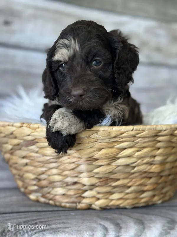 Smudge – Cockapoo puppy for sale in Revere, MO