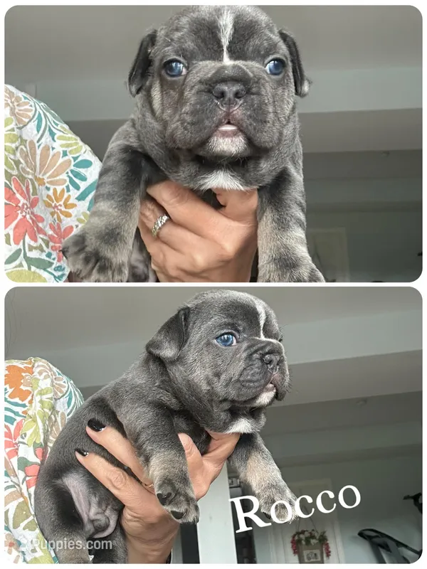 Rocco – French Bulldog puppy for sale in Revere, MO