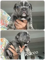 Rocco, a male French Bulldog for sale in Revere, MO – 1 of 1