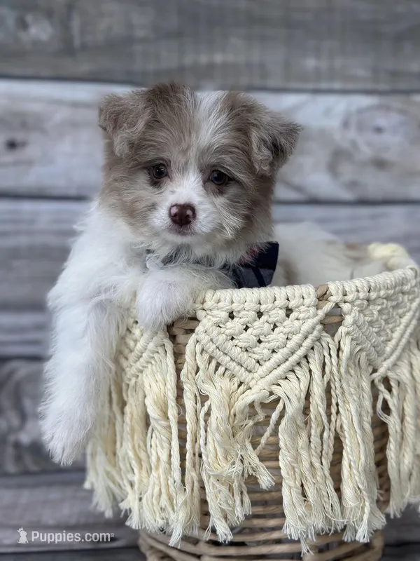 Thor – Pomapoo puppy for sale in Revere, MO
