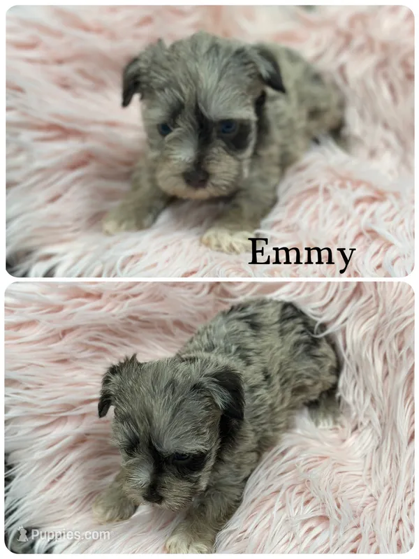 Emmy – Miniature Schnauzer puppy for sale in Revere, MO