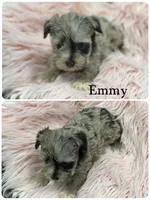 Emmy, a female Miniature Schnauzer for sale in Revere, MO – 1 of 1