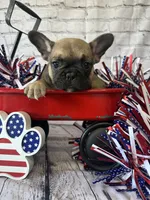 Tank, a male French Bulldog for sale in Revere, MO – 4 of 7