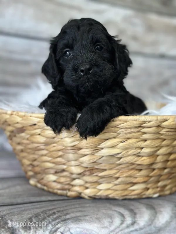 Ace – Cockapoo puppy for sale in Revere, MO