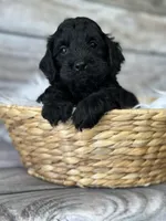 Ace, a male Cockapoo for sale in Revere, MO – 1 of 2