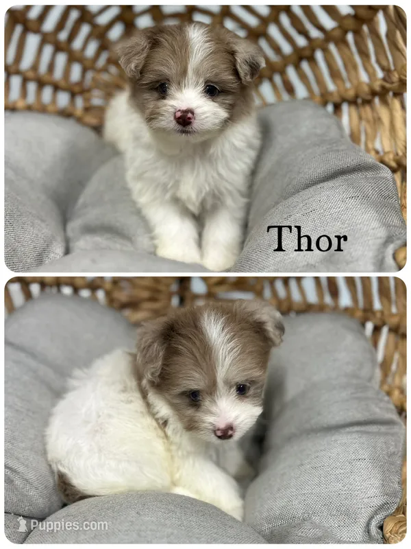 Thor – Pomapoo puppy for sale in Revere, MO