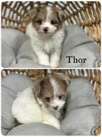 Thor, a male Pomapoo for sale in Revere, MO – 1 of 3