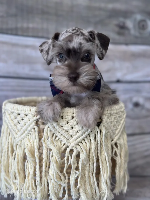 Zues – Miniature Schnauzer puppy for sale in Revere, MO