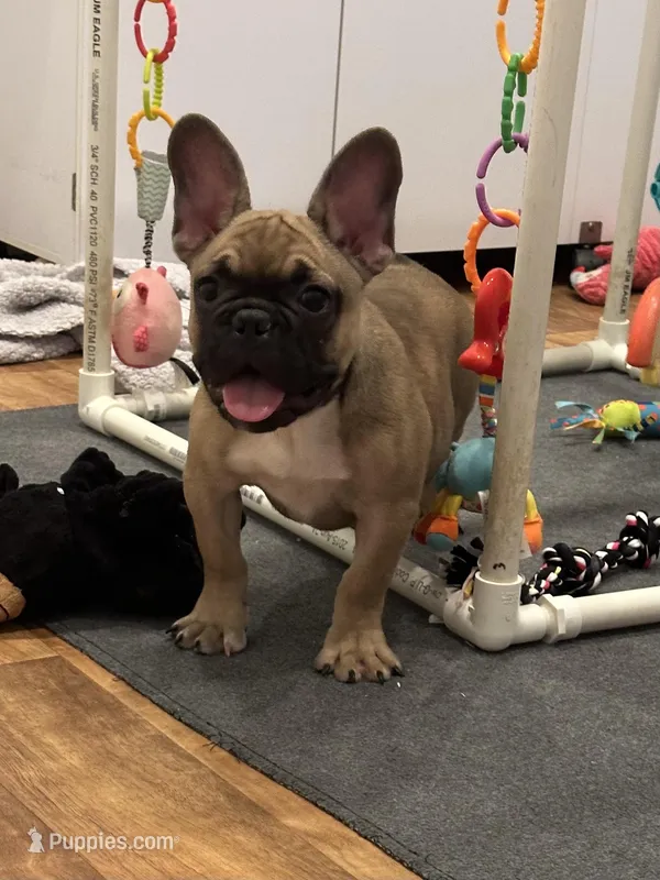 Tank – French Bulldog puppy for sale in Revere, MO