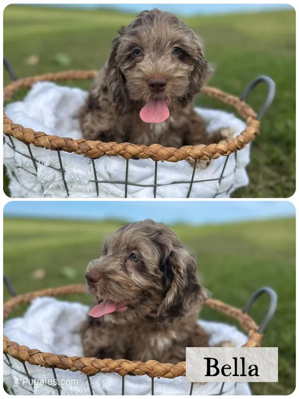 Bella – Cockapoo puppy for sale in Revere, MO