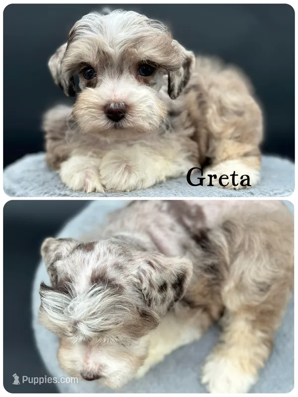 Greta – Miniature Schnauzer puppy for sale in Revere, MO