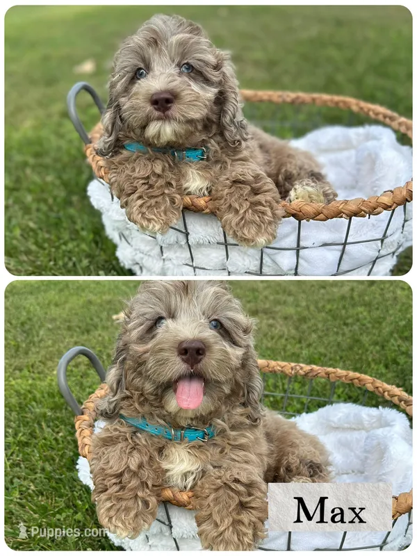 Max – Cockapoo puppy for sale in Revere, MO