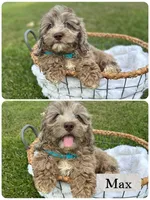 Max, a male Cockapoo for sale in Revere, MO – 2 of 5