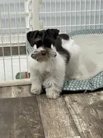 Hugo, a male Miniature Schnauzer for sale in Revere, MO – Photo 4 of 10
