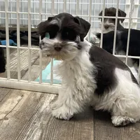 Hugo, a male Miniature Schnauzer for sale in Revere, MO – Photo 8 of 10