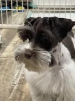 Hugo, a male Miniature Schnauzer for sale in Revere, MO – Photo 6 of 10