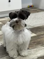 Hugo, a male Miniature Schnauzer for sale in Revere, MO – Photo 3 of 10