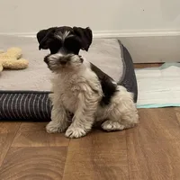 Hugo, a male Miniature Schnauzer for sale in Revere, MO – Photo 9 of 10