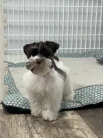 Hugo, a male Miniature Schnauzer for sale in Revere, MO – Photo 5 of 10