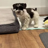 Hugo, a male Miniature Schnauzer for sale in Revere, MO – Photo 10 of 10