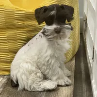 Hugo, a male Miniature Schnauzer for sale in Revere, MO – Photo 7 of 10