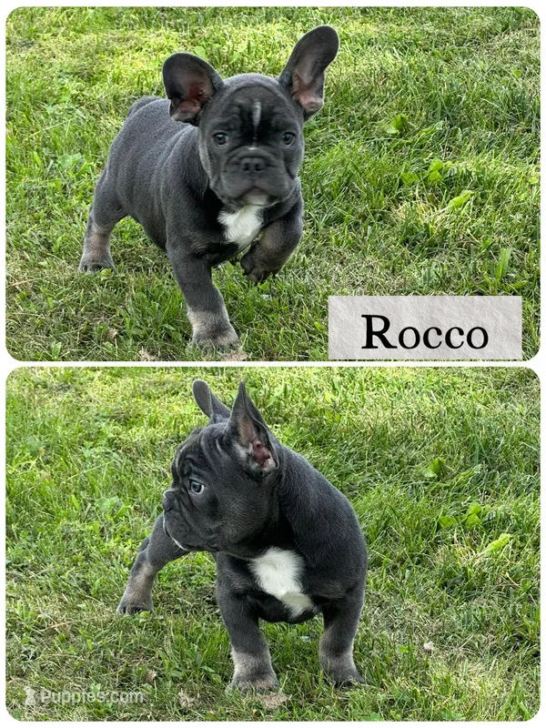 Rocco – French Bulldog puppy for sale in Revere, MO