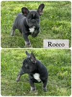 Rocco, a male French Bulldog for sale in Revere, MO – 1 of 2