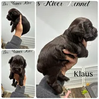 Klaus, a male Miniature Schnauzer for sale in Revere, MO – 1 of 1
